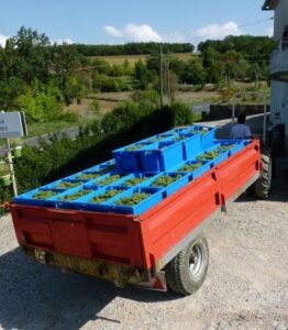 Transporte caixas vindimas